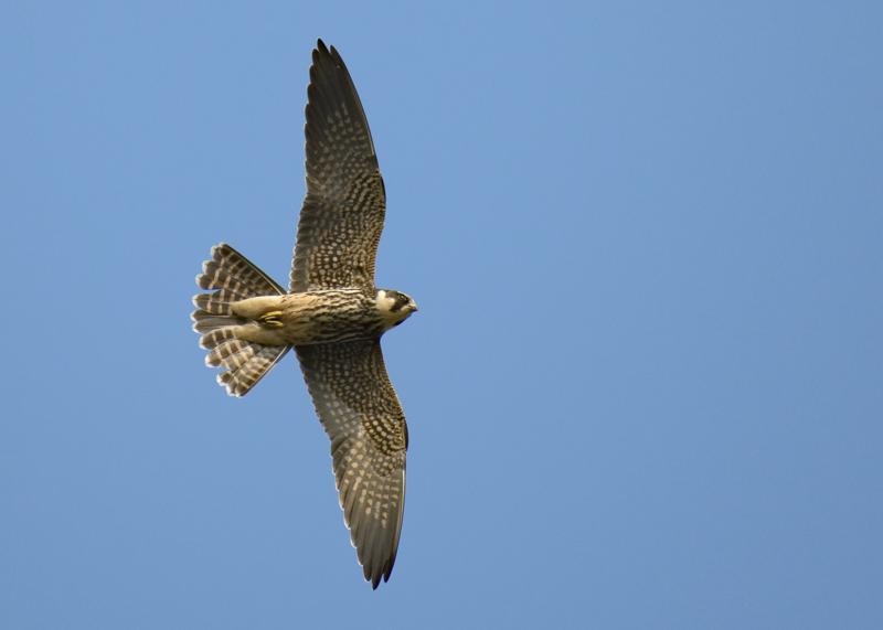  20170924-pb5_9174_26748241629_o.jpg </br ><small> 2017-09-24 14:48</br >NIKON D500 + 200.0-500.0 mm f/5.6<br /> 500mm 1/1000s f/5.6 ISO 140</small>