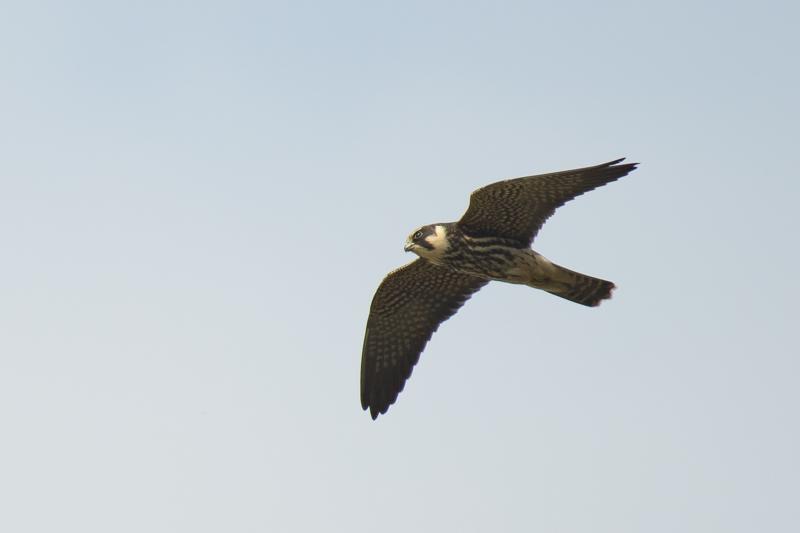  20170924-pb5_9183_26748241279_o.jpg </br ><small> 2017-09-24 14:48</br >NIKON D500 + 200.0-500.0 mm f/5.6<br /> 500mm 1/1000s f/5.6 ISO 100</small>