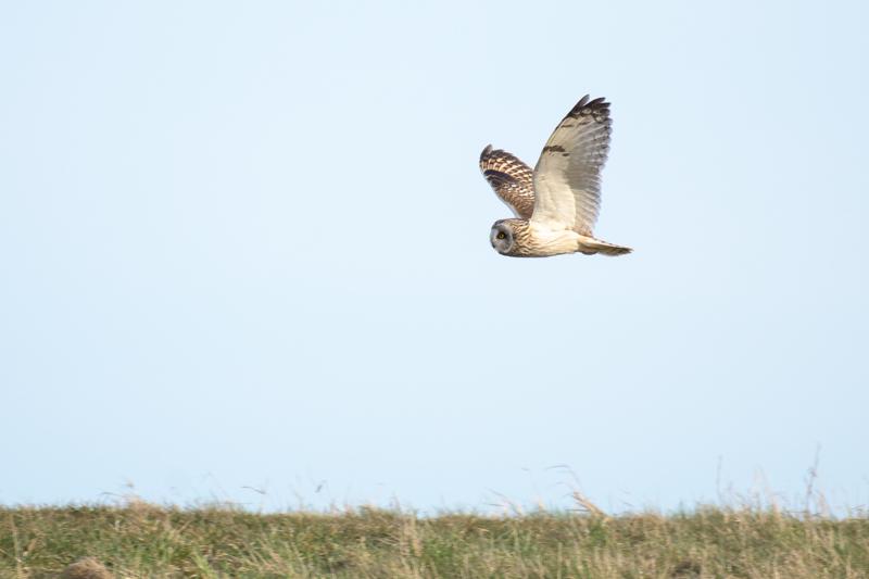  20180406-pb5_1380_41339924451_o.jpg </br ><small> 2018-04-06 18:17</br >NIKON D500 + 200.0-500.0 mm f/5.6<br /> 500mm 1/1000s f/5.6 ISO 140</small>