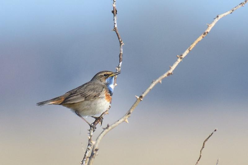  20180407-pb5_1635_41301289651_o.jpg </br ><small> 2018-04-07 17:44</br >NIKON D500 + 200.0-500.0 mm f/5.6<br /> 500mm 1/1250s f/5.6 ISO 250</small>