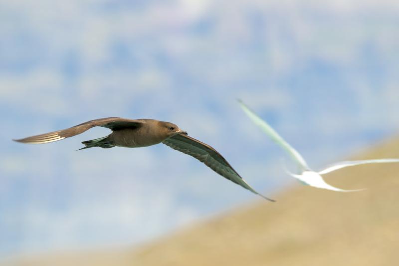  arctic-skua-parasitic-jaeger-and-arctic-tern_31742025646_o.jpg </br ><small> 2016-07-07 11:43</br >NIKON D800 + TAMRON SP AF 150-600mm F5-6.3 VC USD A011N<br /> 500mm 1/640s f/8 ISO 200</small>