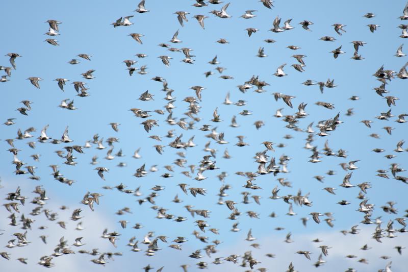  almindelig-og-islandsk-ryle--dunlin-and-knots_44214990822_o.jpg </br ><small> 2018-08-21 12:16</br >NIKON D500 + 200.0-500.0 mm f/5.6<br /> 500mm 1/1600s f/5.6 ISO 220</small>