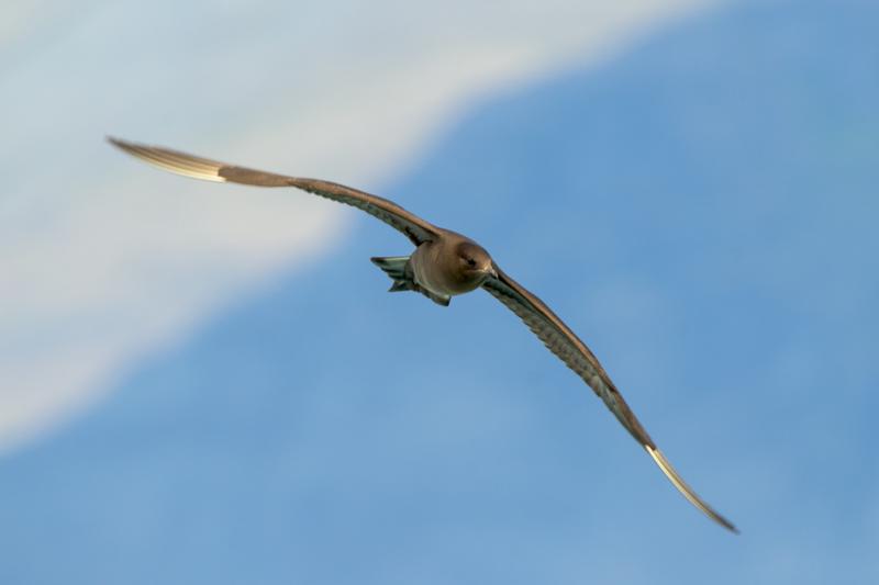  arctic-skua-parasitic-jaeger_31662799691_o.jpg </br ><small> 2016-07-07 11:43</br >NIKON D800 + TAMRON SP AF 150-600mm F5-6.3 VC USD A011N<br /> 500mm 1/640s f/8 ISO 180</small>