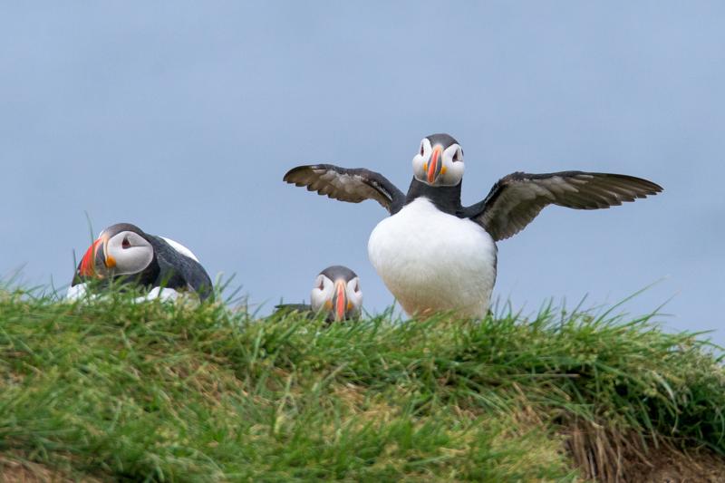  atlantic-puffin_31662799921_o.jpg </br ><small> 2016-07-04 14:18</br >NIKON D800 + TAMRON SP AF 150-600mm F5-6.3 VC USD A011N<br /> 600mm 1/500s f/9 ISO 900</small>