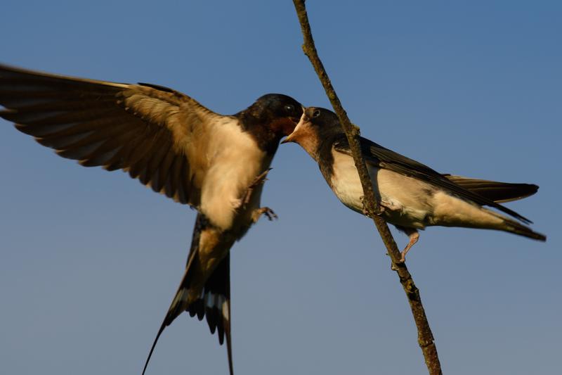 barn-swallow--landsvale_35711319875_o.jpg </br ><small> 2017-07-01 20:42</br >NIKON D500 + 200.0-500.0 mm f/5.6<br /> 500mm 1/500s f/8 ISO 200</small>