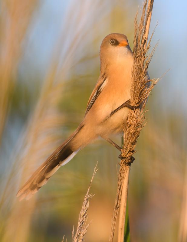  bearded-reedling--skgmejse_34869997404_o.jpg </br ><small> 2017-07-01 21:13</br >NIKON D500 + 200.0-500.0 mm f/5.6<br /> 410mm 1/500s f/5.6 ISO 250</small>