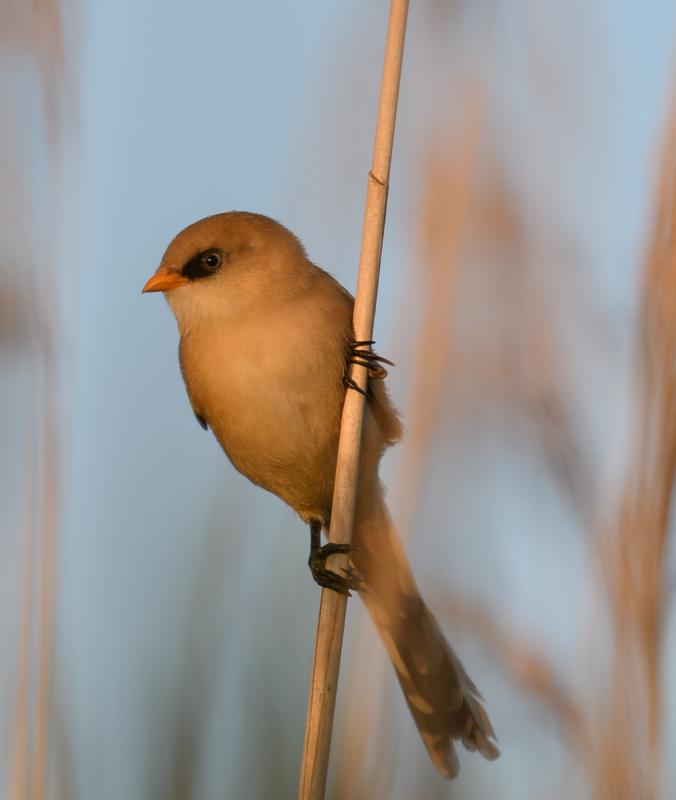 bearded-reedling--skgmejse_35580702081_o.jpg </br ><small> 2017-07-01 21:13</br >NIKON D500 + 200.0-500.0 mm f/5.6<br /> 370mm 1/500s f/5.6 ISO 160</small>