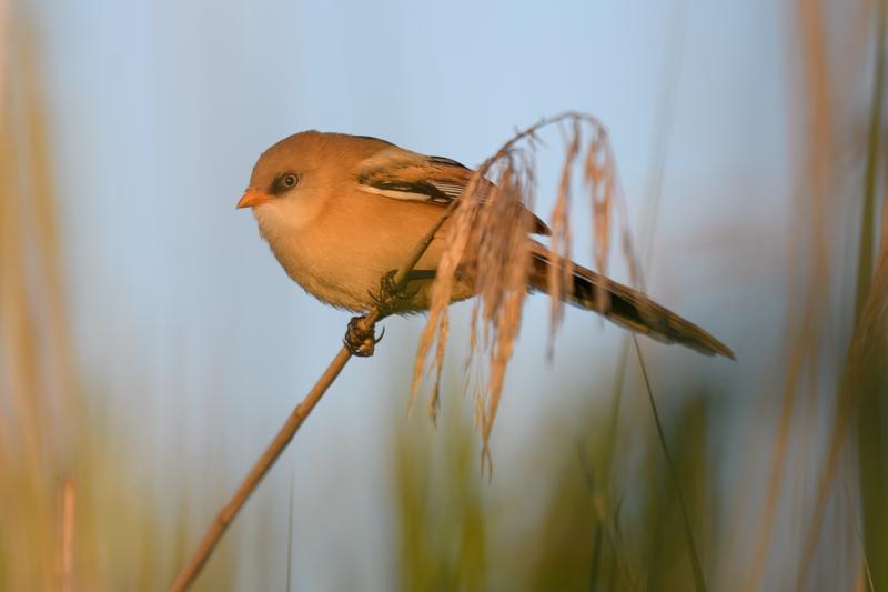  bearded-reedling--skgmejse_35671930016_o.jpg </br ><small> 2017-07-01 21:13</br >NIKON D500 + 200.0-500.0 mm f/5.6<br /> 370mm 1/500s f/5.6 ISO 200</small>