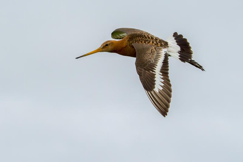  black-tailed-godwit-ssp-islandica_31662800951_o.jpg </br ><small> 2016-07-02 17:56</br >NIKON D800 + TAMRON SP AF 150-600mm F5-6.3 VC USD A011N<br /> 160mm 1/640s f/8 ISO 250</small>