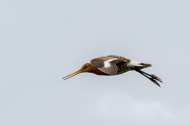  black-tailed-godwit-ssp-islandica_31779129305_o.jpg </br ><small> 2016-07-02 17:56</br >NIKON D800 + TAMRON SP AF 150-600mm F5-6.3 VC USD A011N<br /> 160mm 1/640s f/8 ISO 220</small>