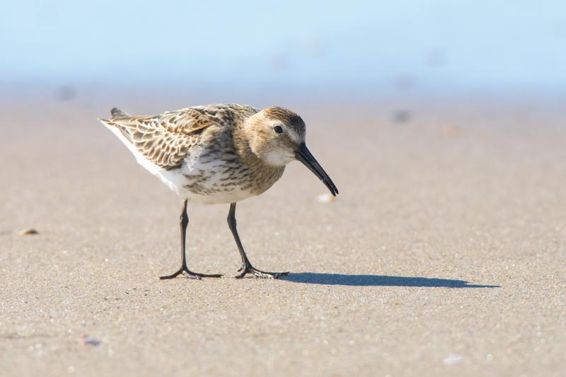  dunlin_31662798611_o.jpg </br ><small> 2016-09-05 14:57</br >NIKON D500 + TAMRON SP AF 150-600mm F5-6.3 VC USD A011N<br /> 550mm 1/1000s f/8 ISO 280</small>