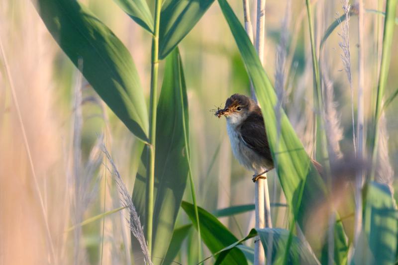  eurasian-reed-warbler--rrsanger_34870009454_o.jpg </br ><small> 2017-07-01 21:07</br >NIKON D500 + 200.0-500.0 mm f/5.6<br /> 450mm 1/500s f/5.6 ISO 500</small>