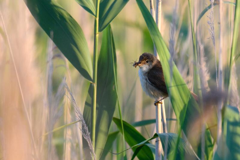  eurasian-reed-warbler--rrsanger_34901993353_o.jpg </br ><small> 2017-07-01 21:07</br >NIKON D500 + 200.0-500.0 mm f/5.6<br /> 450mm 1/500s f/5.6 ISO 450</small>