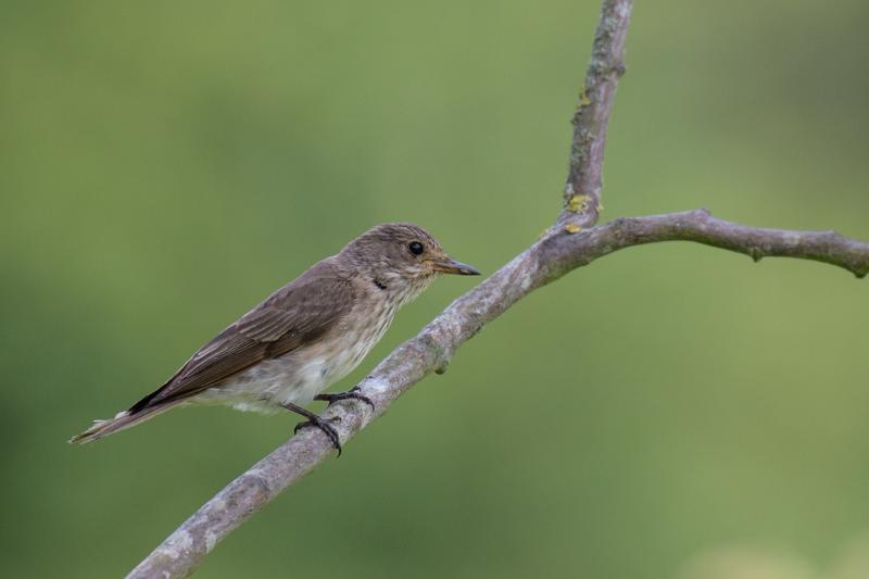  gr-fluesnapper--spotted-flycatcher_30396813138_o.jpg </br ><small> 2018-08-20 11:03</br >NIKON D500 + 200.0-500.0 mm f/5.6<br /> 500mm 1/1000s f/5.6 ISO 640</small>