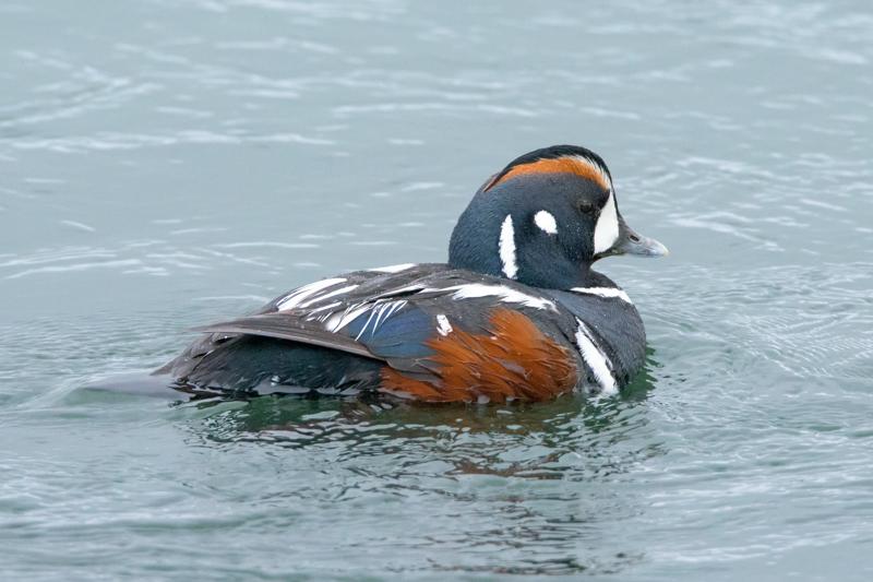  harlequin-duck_31631938812_o.jpg </br ><small> 2016-07-01 11:48</br >NIKON D800 + TAMRON SP AF 150-600mm F5-6.3 VC USD A011N<br /> 500mm 1/640s f/8 ISO 4000</small>