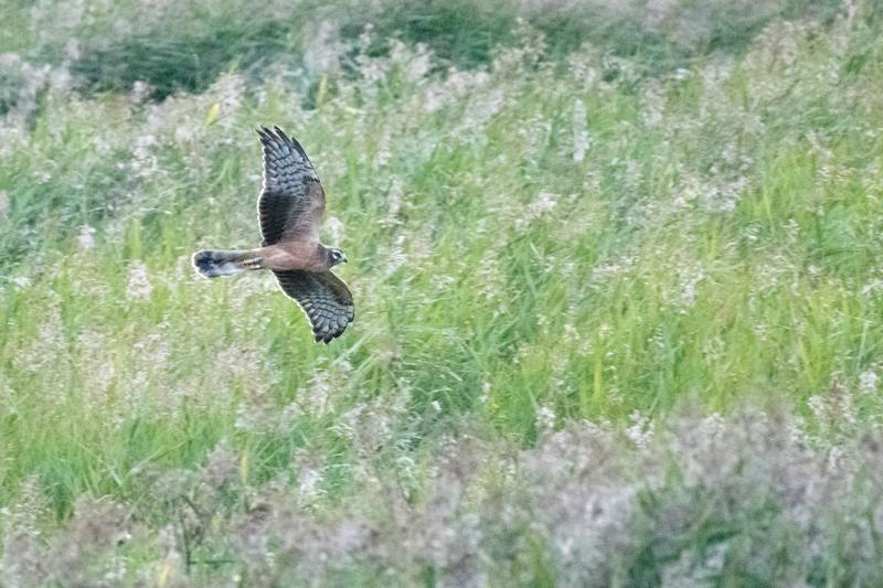  hedehg--montagus-harrier_44263421031_o.jpg </br ><small> 2018-08-20 20:27</br >NIKON D500 + 200.0-500.0 mm f/5.6<br /> 500mm 1/1000s f/5.6 ISO 16000</small>