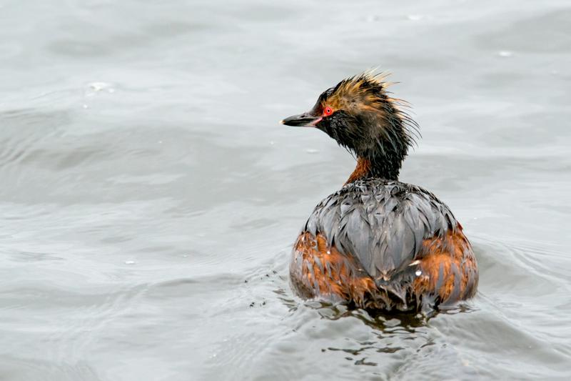  horned-grebe_31662800551_o.jpg </br ><small> 2016-07-02 18:15</br >NIKON D800 + TAMRON SP AF 150-600mm F5-6.3 VC USD A011N<br /> 500mm 1/640s f/8 ISO 1100</small>