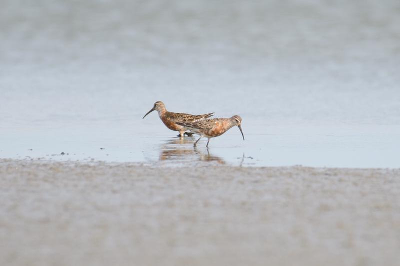  krumnbbet-ryle--curlew-sandpiper_43357670855_o.jpg </br ><small> 2018-08-20 16:03</br >NIKON D500 + 200.0-500.0 mm f/5.6<br /> 500mm 1/1250s f/5.6 ISO 250</small>