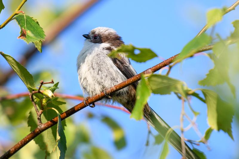  long-tailed-bushtit--halemejse_34870013954_o.jpg </br ><small> 2017-07-01 20:32</br >NIKON D500 + 200.0-500.0 mm f/5.6<br /> 500mm 1/500s f/5.6 ISO 160</small>