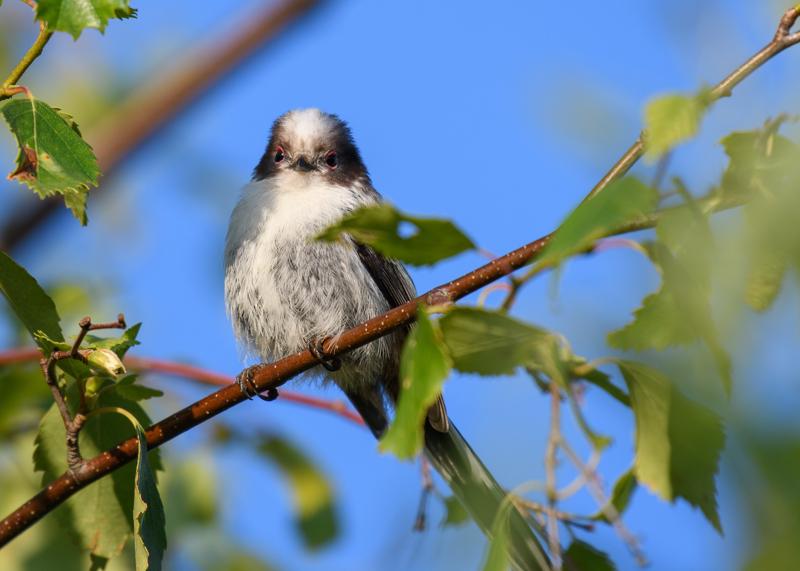  long-tailed-bushtit--halemejse_34870023154_o.jpg </br ><small> 2017-07-01 20:32</br >NIKON D500 + 200.0-500.0 mm f/5.6<br /> 500mm 1/500s f/5.6 ISO 160</small>