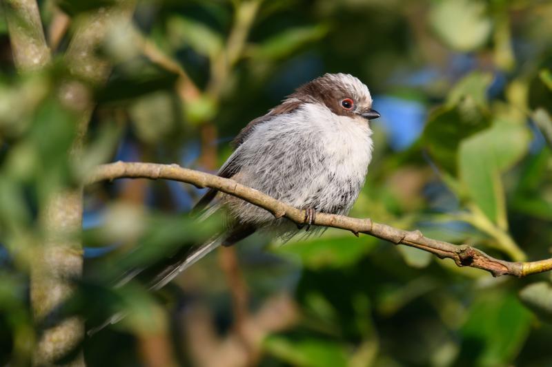  long-tailed-bushtit--halemejse_34902027493_o.jpg </br ><small> 2017-07-01 20:32</br >NIKON D500 + 200.0-500.0 mm f/5.6<br /> 500mm 1/500s f/5.6 ISO 280</small>