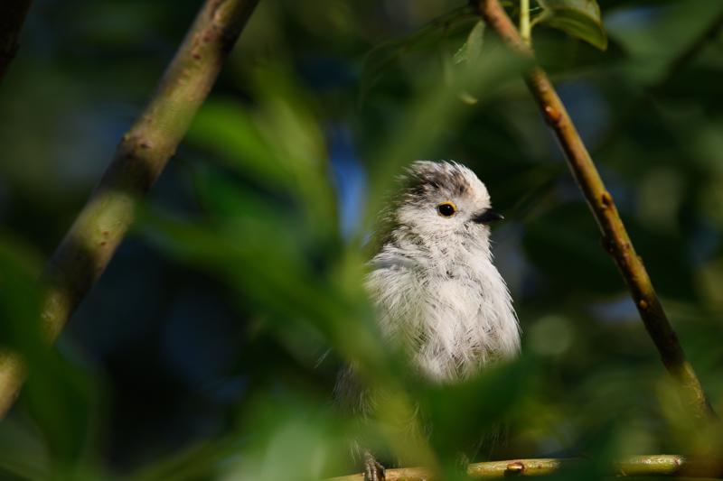  long-tailed-bushtit--halemejse_35324336990_o.jpg </br ><small> 2017-07-01 20:34</br >NIKON D500 + 200.0-500.0 mm f/5.6<br /> 500mm 1/500s f/8 ISO 400</small>