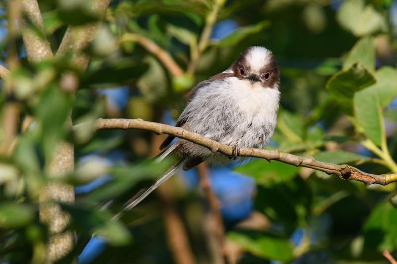 long-tailed-bushtit--halemejse_35542772182_o.jpg </br ><small> 2017-07-01 20:33</br >NIKON D500 + 200.0-500.0 mm f/5.6<br /> 500mm 1/500s f/8 ISO 500</small>