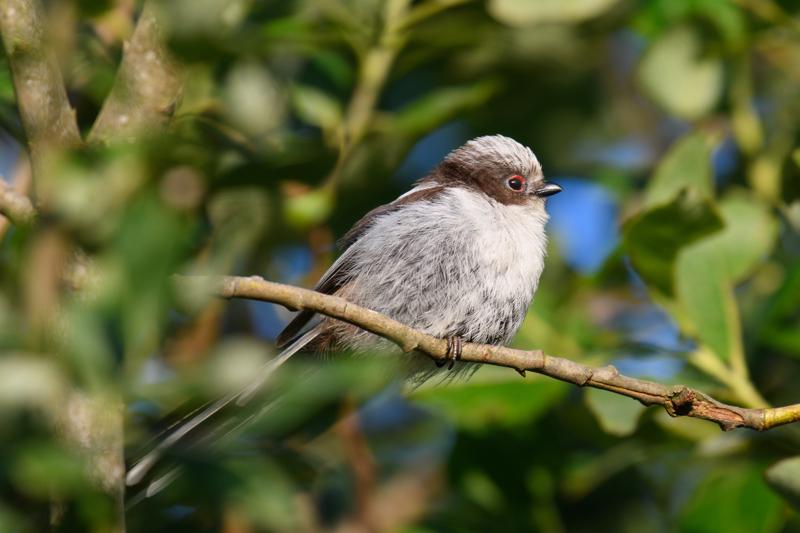  long-tailed-bushtit--halemejse_35580747941_o.jpg </br ><small> 2017-07-01 20:32</br >NIKON D500 + 200.0-500.0 mm f/5.6<br /> 500mm 1/500s f/5.6 ISO 280</small>