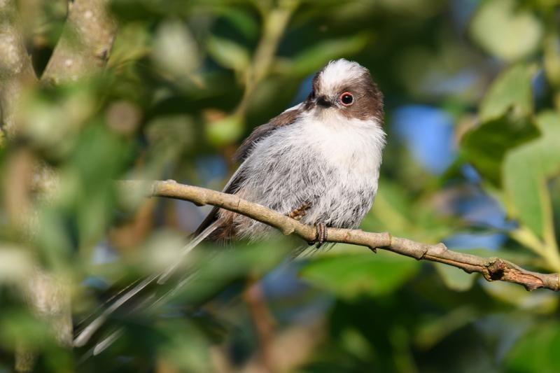  long-tailed-bushtit--halemejse_35711331315_o.jpg </br ><small> 2017-07-01 20:32</br >NIKON D500 + 200.0-500.0 mm f/5.6<br /> 500mm 1/500s f/5.6 ISO 250</small>