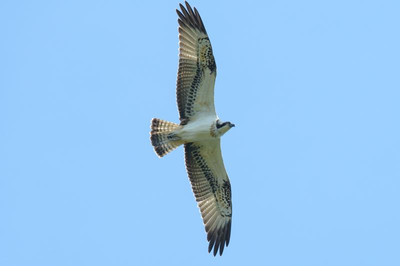  osprey_31662796011_o.jpg </br ><small> 2016-09-16 14:11</br >NIKON D500 + TAMRON SP AF 150-600mm F5-6.3 VC USD A011N<br /> 550mm 1/1600s f/9 ISO 900</small>