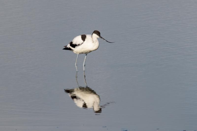  pied-avocet_31662798301_o.jpg </br ><small> 2016-09-09 17:20</br >NIKON D500 + TAMRON SP AF 150-600mm F5-6.3 VC USD A011N<br /> 500mm 1/500s f/9 ISO 200</small>