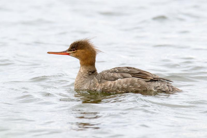  red-breasted-merganser_31662800101_o.jpg </br ><small> 2016-07-02 19:28</br >NIKON D800 + TAMRON SP AF 150-600mm F5-6.3 VC USD A011N<br /> 460mm 1/640s f/8 ISO 400</small>