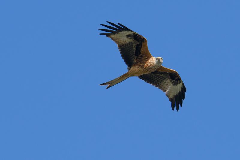  red-kite_31662802051_o.jpg </br ><small> 2014-10-04 14:10</br >NIKON D800 + 150.0-600.0 mm f/5.0-6.3<br /> 550mm 1/1250s f/9 ISO 560</small>