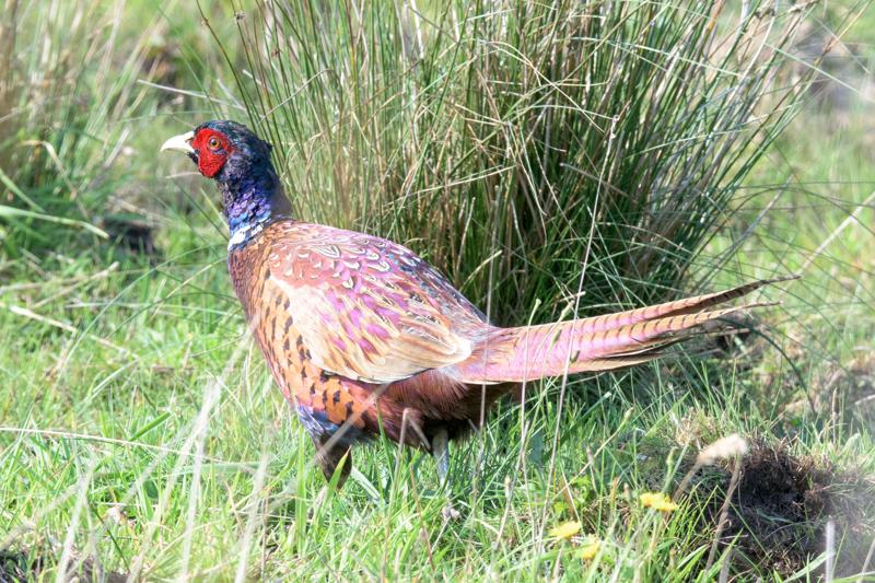 ring-necked-pheasant_31662797211_o.jpg </br ><small> 2016-09-15 12:33</br >NIKON D500 + TAMRON SP AF 150-600mm F5-6.3 VC USD A011N<br /> 300mm 1/1600s f/8 ISO 2200</small>