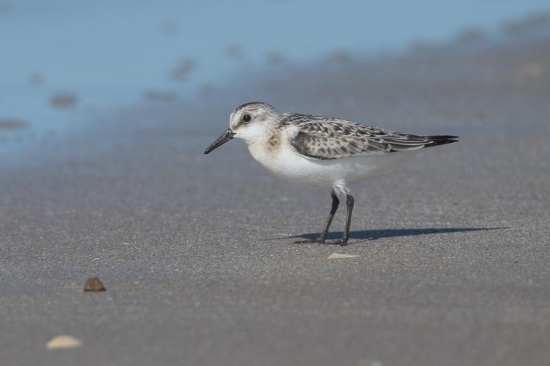 sanderling_31662799111_o.jpg </br ><small> 2016-09-05 14:29</br >NIKON D500 + TAMRON SP AF 150-600mm F5-6.3 VC USD A011N<br /> 500mm 1/1000s f/7.1 ISO 180</small>