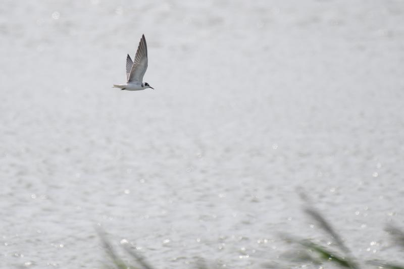  sortterne--black-tern_43546318414_o.jpg </br ><small> 2018-08-20 13:52</br >NIKON D500 + 200.0-500.0 mm f/5.6<br /> 500mm 1/1000s f/5.6 ISO 180</small>