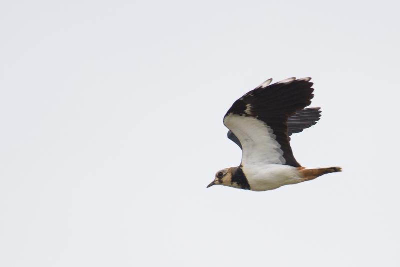  vibe--northern-lapwing_43357669995_o.jpg </br ><small> 2018-08-19 13:30</br >NIKON D500 + 200.0-500.0 mm f/5.6<br /> 500mm 1/1000s f/5.6 ISO 100</small>