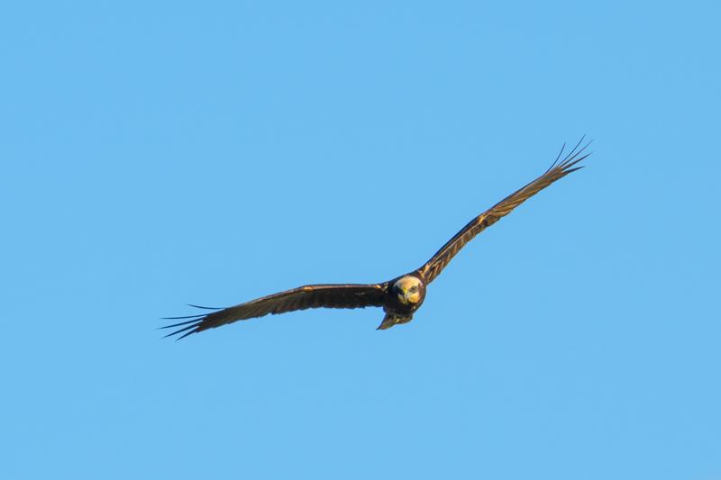  western-marsh-harrier_31662798061_o.jpg </br ><small> 2016-09-09 17:21</br >NIKON D500 + TAMRON SP AF 150-600mm F5-6.3 VC USD A011N<br /> 550mm 1/500s f/9 ISO 125</small>