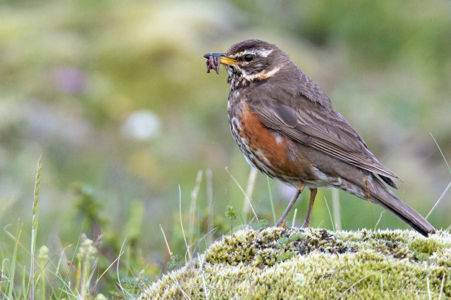 Mosehornugle og Taarnfalk Oelsemagle Dec 2016