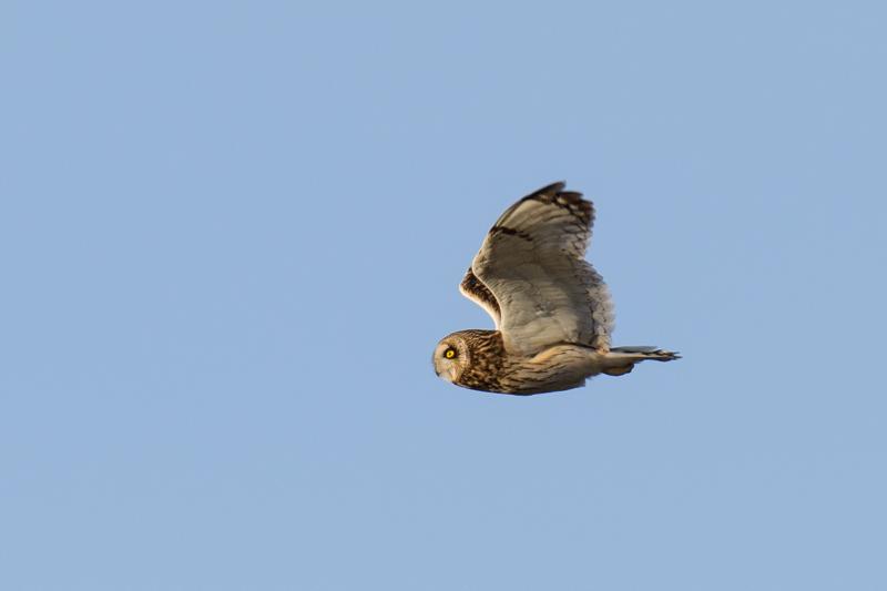  20161203-PB5_3158.JPG </br ><small> 2016-12-03 13:32</br >NIKON D500 + 200.0-500.0 mm f/5.6<br /> 500mm 1/640s f/6.3 ISO 100</small>