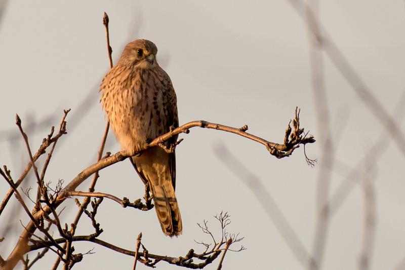  20161203-PB5_3280.JPG </br ><small> 2016-12-03 15:13</br >NIKON D500 + 200.0-500.0 mm f/5.6<br /> 500mm 1/500s f/6.3 ISO 400</small>