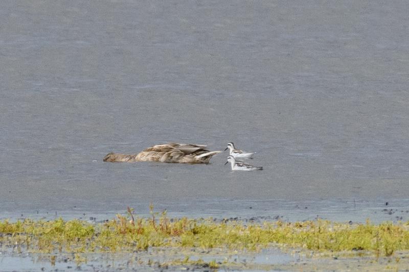  20140824_PB8_1818.JPG </br >Odinshane (Phalaropus lobatus) ved Ishøj Strand, Vejle Å udløb</br > <small> 2014-08-24 15:17</br >NIKON D800 + 150.0-600.0 mm f/5.0-6.3<br /> 600mm 1/2000s f/8 ISO 1600</small>
