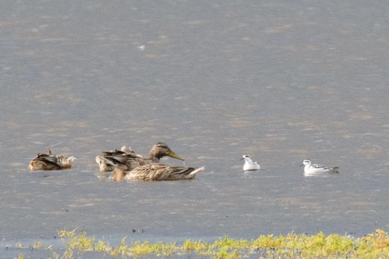  20140824_PB8_1831.JPG </br >Odinshane (Phalaropus lobatus) ved Ishøj Strand, Vejle Å udløb</br > <small> 2014-08-24 15:17</br >NIKON D800 + 150.0-600.0 mm f/5.0-6.3<br /> 600mm 1/2000s f/8 ISO 1600</small>
