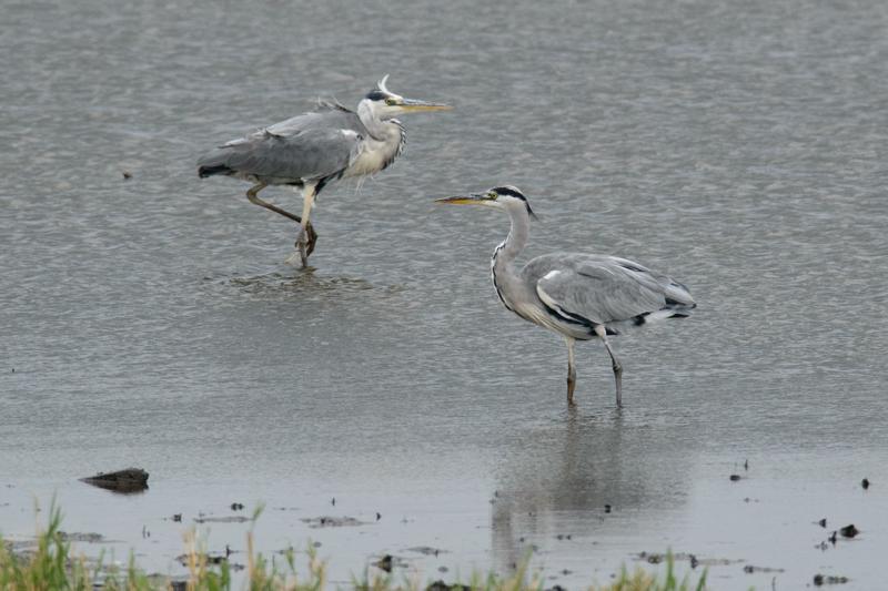  20140824_PB8_1963.JPG </br ><small> 2014-08-24 15:39</br >NIKON D800 + 150.0-600.0 mm f/5.0-6.3<br /> 600mm 1/1000s f/9 ISO 1250</small>