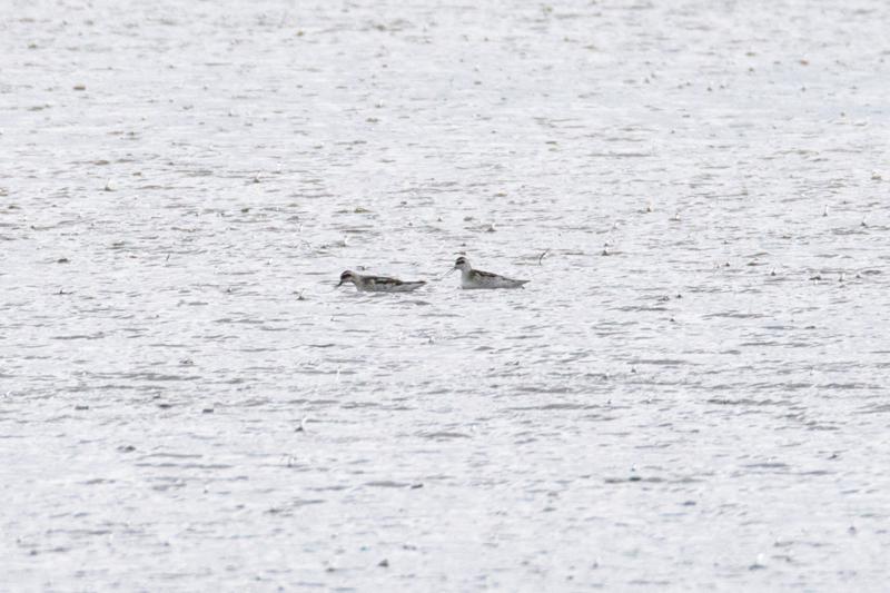  20140824_PB8_1994.JPG </br >Odinshane (Phalaropus lobatus) ved Ishøj Strand, Vejle Å udløb</br > <small> 2014-08-24 15:46</br >NIKON D800 + 150.0-600.0 mm f/5.0-6.3<br /> 600mm 1/1000s f/9 ISO 800</small>