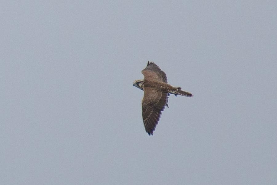 Saker Falk (Falco cherrug)