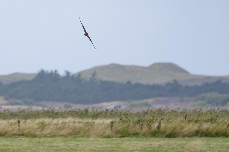  20170819-pb5_8098_36537515371_o.jpg </br ><small> 2017-08-19 15:36</br >NIKON D500 + 200.0-500.0 mm f/5.6<br /> 500mm 1/1250s f/5.6 ISO 280</small>