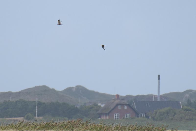  20170819-pb5_8104_36629760326_o.jpg </br ><small> 2017-08-19 15:37</br >NIKON D500 + 200.0-500.0 mm f/5.6<br /> 500mm 1/1250s f/5.6 ISO 280</small>