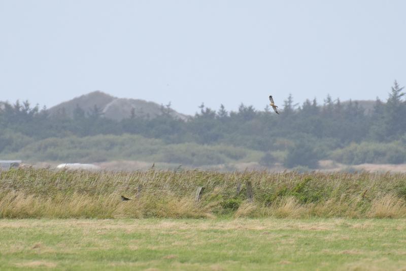  20170819-pb5_8121_35840967494_o.jpg </br ><small> 2017-08-19 15:38</br >NIKON D500 + 200.0-500.0 mm f/5.6<br /> 500mm 1/1250s f/5.6 ISO 450</small>