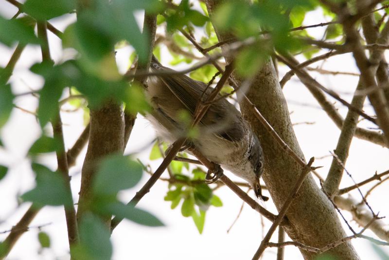  20150802_PB8_1074.JPG </br ><small> 2015-08-02 14:39</br >NIKON D800 + 150.0-600.0 mm f/5.0-6.3<br /> 500mm 1/1000s f/8 ISO 2800</small>